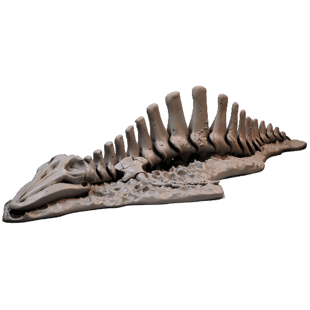 Loot Studios – Whale Skeleton